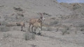 Rare Ustyurt argali caught on camera in Kazakhstan