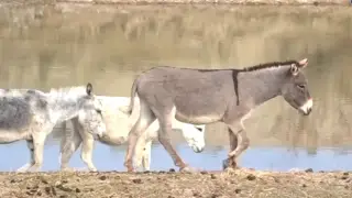 Residents of Zhambyl Region suffer from a donkey invasion