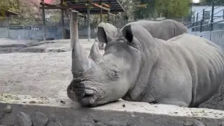 Kazakh citizens search for zoo visitor who hurt a rhinoceros