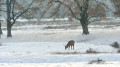 Cyclone approaching: Kazakhstanis warned of snow, frost, and blizzards