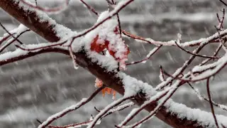 Kazakhstan to be hit by snow and blizzards: weather forecast for November 3–5