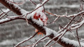 Kazakhstan to be hit by snow and blizzards: weather forecast for November 3–5