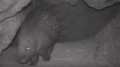 Rare red-listed animals spotted in southern Kazakhstan