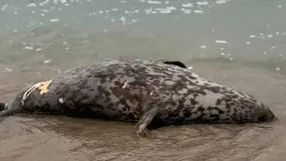 Seal carcasses found on the Caspian coast in Mangystau