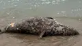 Seal carcasses found on the Caspian coast in Mangystau