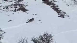 Shepherd accidentally filmed a snow leopard on video