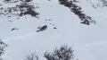 Shepherd accidentally filmed a snow leopard on video