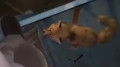 Wild animals approach humans: video of aggressive fox alarms Kazakhstanis
