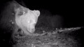 Rare red-listed predator spotted in Zhetysu