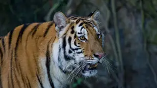 Revival of the Turan tiger: more big cats to be brought to Kazakhstan