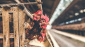 First person in the world has died from the H5N5 bird flu