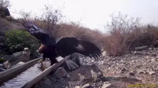 Red-listed birds of prey caught on camera in Zhetysu