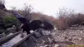 Red-listed birds of prey caught on camera in Zhetysu