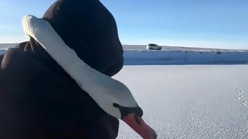 Video of rescuing a pair of swans touched Kazakhstanis
