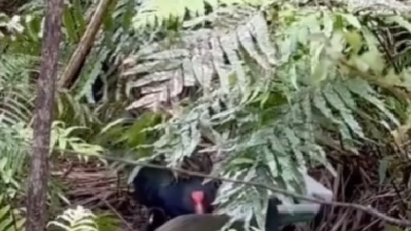 Image created from video frames/Instagram/Zealandia Te Māra a Tāne