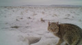Camera traps capture a steppe cat on the Ustyurt Plateau