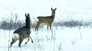 “Like a fairy tale”: roe deer captured on camera in Pavlodar region