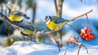 Frosts ease in Astana, temperatures to rise further in Almaty