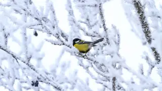 -38°C frosts to hit Kazakhstan