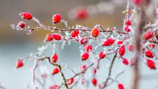 38-degree frosts to return to Kazakhstan