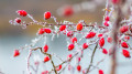 38-degree frosts to return to Kazakhstan