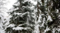 Frost, rain, and snow: Kazakhstan’s weather on January 21