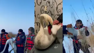 White swan with broken wing rescued in Zhetysu region