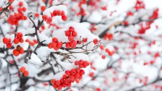 Severe frosts to hit Kazakhstan after snowfall