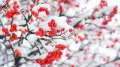Severe frosts to hit Kazakhstan after snowfall