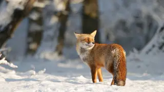 What February weather will be like in Kazakhstan - forecasters’ outlook