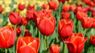 How many days off will Kazakhstanis have in March 2026: calendar