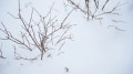 Precipitation, blizzards and ice: weather in Kazakhstan for February 17