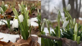 Early spring: mass blooming of snowdrops observed in southern Kazakhstan
