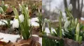 Early spring: mass blooming of snowdrops observed in southern Kazakhstan