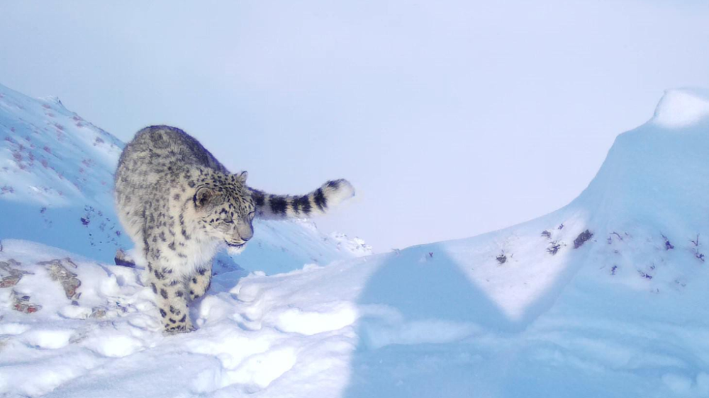 Snow leopards getting closer to Almaty: Experts explain the phenomenon