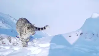 Snow leopards getting closer to Almaty: Experts explain the phenomenon