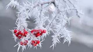 37-degree frost to hit Kazakhstan