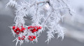 37-degree frost to hit Kazakhstan