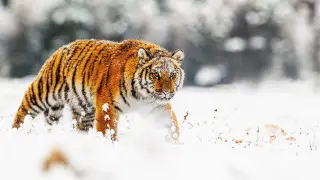 Tigers will return to Kazakhstan this spring