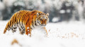 Tigers will return to Kazakhstan this spring