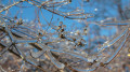Cold snap in Astana and freezing rain in Almaty: 3-day forecast