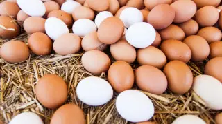 Kazakhstan decides on beef exports and egg imports