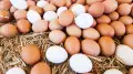 Kazakhstan decides on beef exports and egg imports
