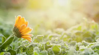 Frosts down to -27°C and snowfall: Astana and Almaty braced for a sharp cold snap