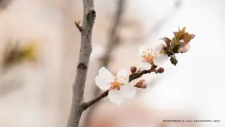 Cold snap easing: what the weather will be like in Kazakhstan on 13 March