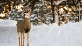 What the weather will be like on March 13, 14, and 15 in Astana and Almaty