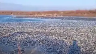 Lake covered with dead fish: resident of West Kazakhstan Region filmed alarming video