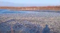Lake covered with dead fish: resident of West Kazakhstan Region filmed alarming video