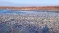 Lake covered with dead fish: resident of West Kazakhstan Region filmed alarming video