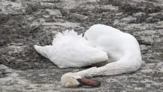 Mass swan deaths recorded near Aktau